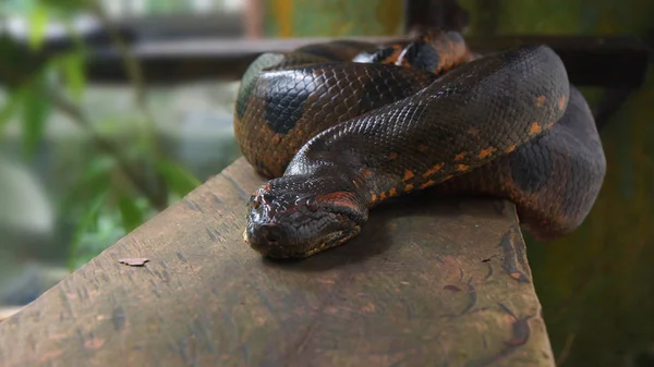 Anaconda em um tronco de madeira. Nome científico: Eunectes murinus — Fotografia de Stock