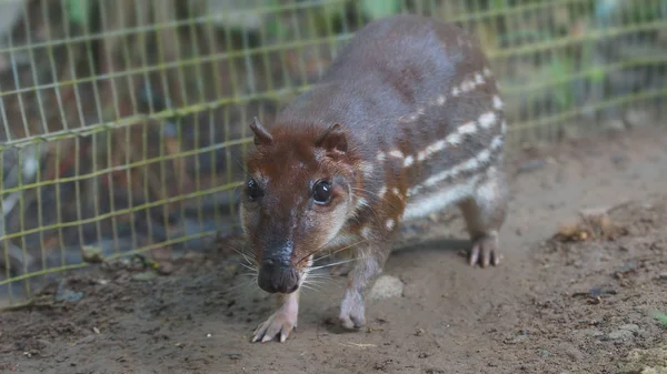 Guanta in de El Coca dierentuin. Wetenschappelijke naam: Agouti paca — Stockfoto