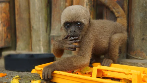 Любопытная обезьянка-хоронго ест фрукты в зоопарке Эль-Кока, уставившись в объектив камеры. Общие имена: Шерстистая обезьяна, Обезьяна Чоронго. Научное название: Лаготрица лаготричная — стоковое фото