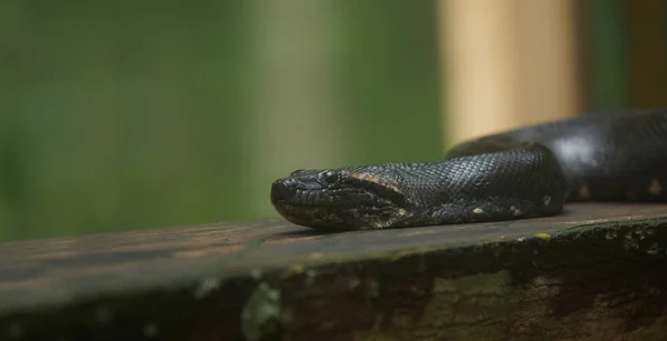 Anaconda em um tronco de madeira. Nome científico: Eunectes murinus — Fotografia de Stock