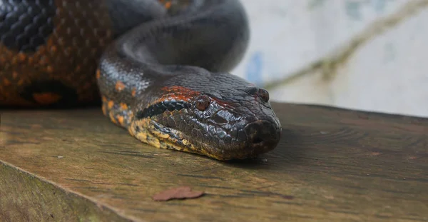 Aproxime-se da cabeça do Anaconda em um tronco de madeira. Nome científico: Eunectes murinus — Fotografia de Stock