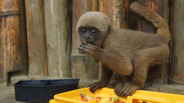 Chorongo ciekawy baby monkey jedzenie owoców w El Coca Zoo patrząc na obiektyw aparatu. Nazwy zwyczajowe: Woolly małpa, małpa Chorongo. Nazwa naukowa: Lagothrix lagothricha — Zdjęcie stockowe