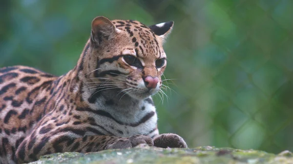 Tigrillo na skále se zeleným pozadím. Běžné názvy: Ocelote, Tigrillo. Vědecký název: Leopardus pardalis — Stock fotografie