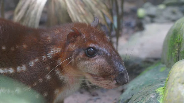 Přístup k hlavě Guanta v Zoo koky El. Vědecký název: aguti paca — Stock fotografie