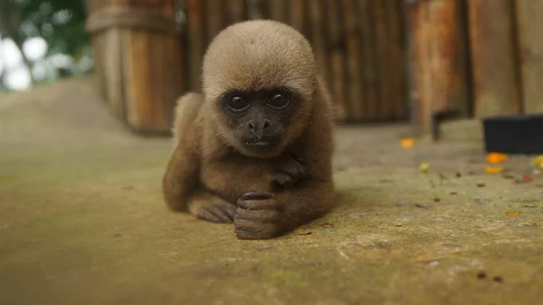 Zvědavé dítě Chorongo opice zíral na objektiv fotoaparátu. Běžné názvy: vlněný opice, opice Chorongo. Vědecký název: Lagothrix lagothricha — Stock fotografie