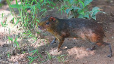 Siyah aguti ormanda. Bilinen adları: Guatusa o agut zenci. Bilimsel adı: Dasyprocta fuliginosa