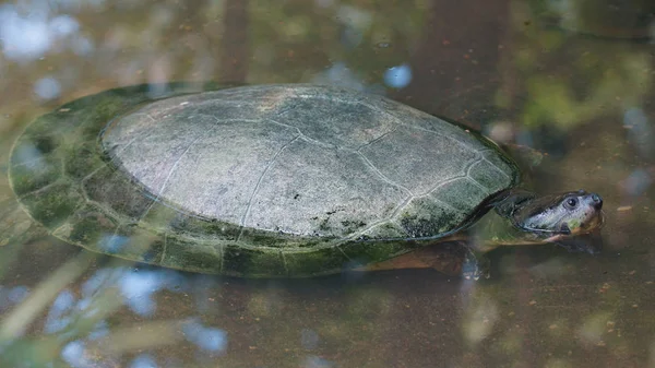 Turtle in the river taking his head out of the water. Common names: Charapa. Scientific name: Podocnemis unifilis — Stock Photo, Image