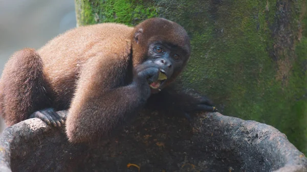 Chorongo opice jíst ovoce. Běžné názvy: vlněný opice, opice Chorongo. Vědecký název: Lagothrix lagothricha — Stock fotografie