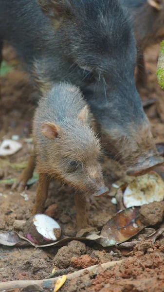 Prase pekari jíst s dítětem. Běžné názvy: Sacha kuchi, Pecar de labio blanco, Puerco sajino, Huangana. Vědecký název: Tayassu pecari — Stock fotografie