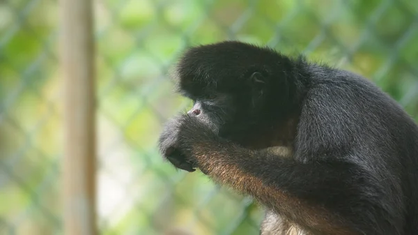 Эквадорская обезьяна-паук ест. Общие названия: Mono arana, maquisapa. Научное название: Ateles belzebuth — стоковое фото