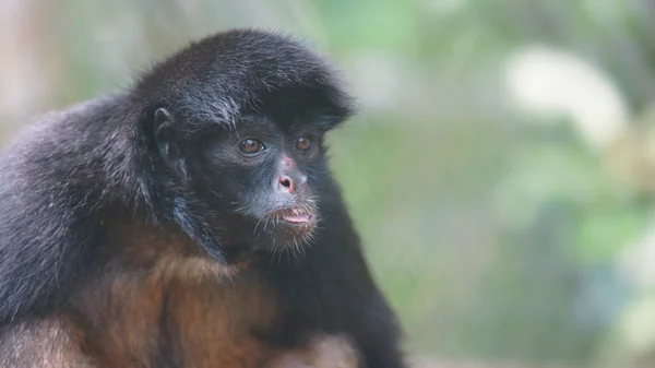 Retrato de macaco-aranha equatoriano. Nomes comuns: Mono arana, maquisapa. Nome científico: Ateles belzebuth — Fotografia de Stock