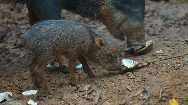 Грудная свинья ест со своим ребенком. Общие названия: Sacha kuchi, Pecar de labio blanco, Puerco sajino, Huangana. Научное название: Tayassu pecari — стоковое фото