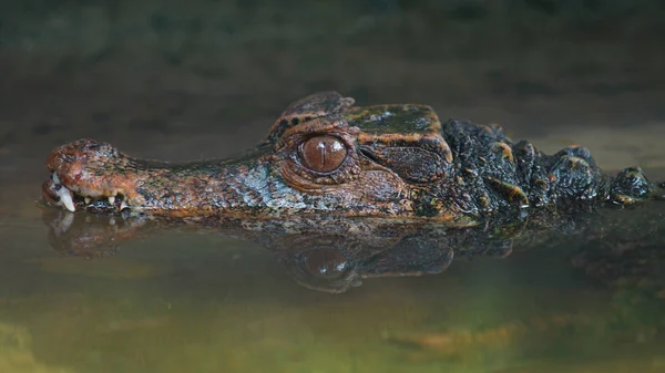 Oldalnézet, keskeny orrú Pápaszemes Kajmán elsüllyedt a folyón. Gyakori nevek: Kajmán de anteojos. Tudományos név: Paleosuchus trigonatus — Stock Fotó