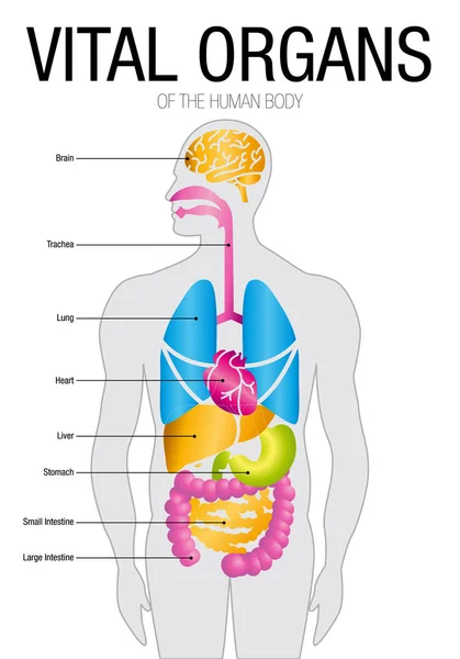 Chart of VITAL ORGANS with parts name. Size: 21cm x 30cm - Vector image — Stock Vector