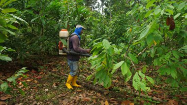 Puerto Quito, Pichincha / Ekvator - 17 Ağustos 2017: Çiftçi sırtında bir Kakao ağacı Püskürtme makinesi püskürtme ile