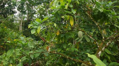 Kakao ağacının dalları asılı meyve yeşil kakao ile görünüm