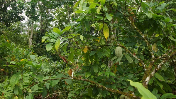 Kakao ağacının dalları asılı meyve yeşil kakao ile görünüm