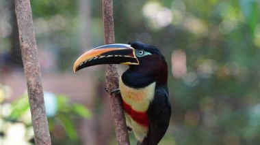 Toucan Ekvador Amazon dal. Bilinen adları: Pichilingo. Bilimsel adı: Pteroglossus castanotis