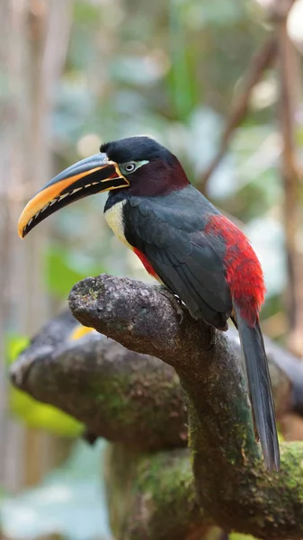 Toucan δει στο προφίλ στο Εκουαδόρ, amazon. Κοινά ονόματα: Pichilingo. Επιστημονική ονομασία: Pteroglossus castanotis — Φωτογραφία Αρχείου