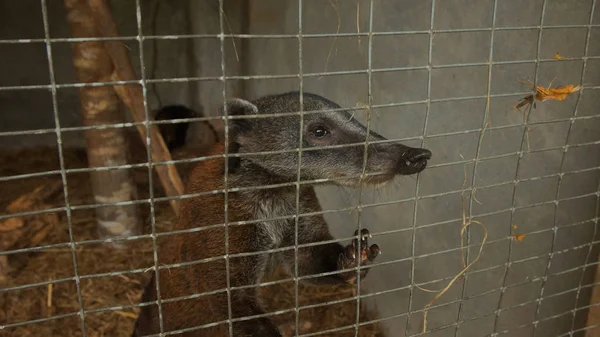 South American coati or ring-tailed coati inside a cage in Ecuadorian amazon. Common names: Cuchucho. Scientific name: Nasua nasua