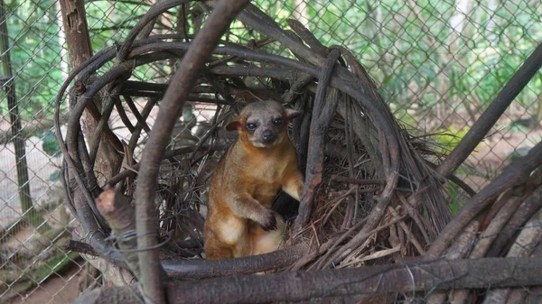 Kynkažu ve svém hnízdě v kleci v ekvádorské Amazonii. Běžné názvy: Cusumbo, Tuta kushillu. Vědecký název: Potos — Stock fotografie