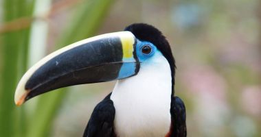 Ekvador amazon olarak ön görülen toucan. Bilinen adları: Tucan. Bilimsel adı: Ramphastos vitellinus