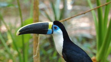 Ekvador amazon profilinde görülen toucan. Bilinen adları: Tucan. Bilimsel adı: Ramphastos vitellinus