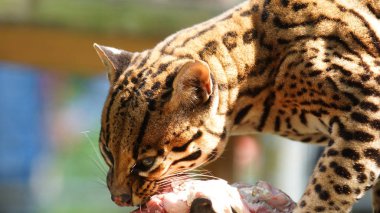 Ekvador amazon bir parça çiğ et yemek Tigrillo. Bilinen adları: Ocelote, Tigrillo. Bilimsel adı: Leopardus pardalis 