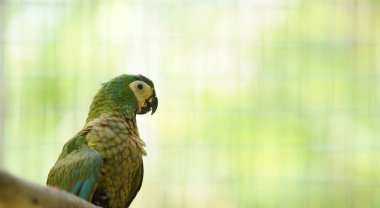 Küçük yeşil, sarı ve mavi papağan Ekvador Amazon bir şube üzerinde duran