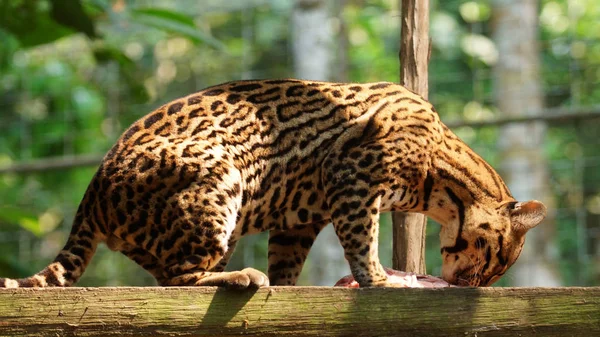 Tigrillo mange un morceau de viande crue dans l'Amazone équatorienne. Noms communs : Ocelote, Tigrillo. Nom scientifique : Leopardus pardalis — Photo