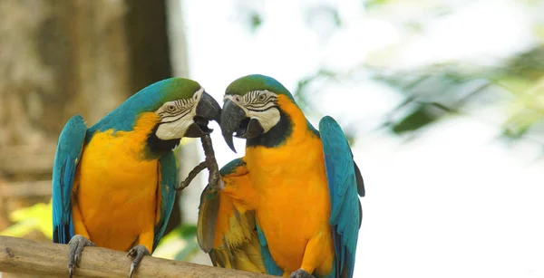 Par de araras em um ramo na amazônia equatoriana. Nomes comuns: Guacamayo ou Papagayo. Nome científico: Ara ararauna — Fotografia de Stock