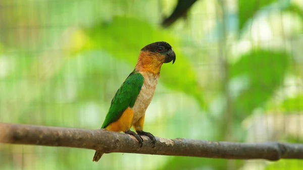 Pequeno Papagaio Verde Amarelo Azul Ramo Amazônia Equatoriana — Fotografia de Stock