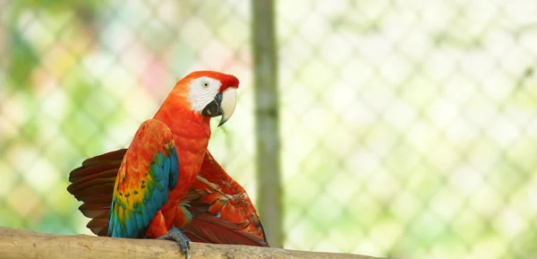 Caged macaw on a branch in Ecuadorian amazon. Common names: Guacamayo or Papagayo. Scientific name: Ara macao — Stock Photo, Image