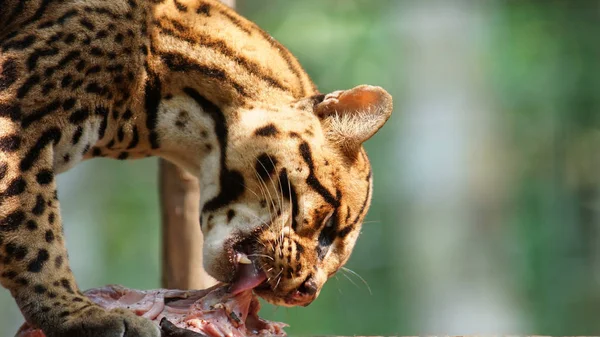 Tigrillo jí kus syrového masa na zeleném pozadí. Běžné názvy: Ocelote, Tigrillo. Vědecký název: Leopardus pardalis — Stock fotografie