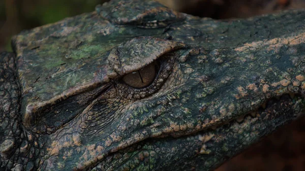 Aproxime-se do olho do Caiman Espectacado de focinho estreito na amazônia equatoriana. Nomes comuns: Caiman de anteojos. Nome científico: Paleosuchus trigonatus — Fotografia de Stock