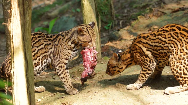 Pár tigrillos hrát s kouskem syrového masa v ekvádorské Amazonii. Běžné názvy: Ocelote, Tigrillo. Vědecký název: Leopardus pardalis — Stock fotografie