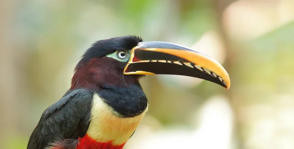 Toucan visto em perfil na amazônia equatoriana. Nomes comuns: Pichilingo. Nome científico: Pteroglossus castanotis — Fotografia de Stock