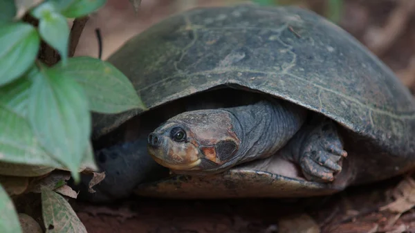 Front view of turtle with legs and head inside its shell in Ecuadorian amazon. Common names: Charapa. Scientific name: Podocnemis unifilis — Stock Photo, Image