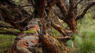 Moor ekolojik rezerv Los Ilinizas Ekvator içinde yer alan ağaç. Ortak ad: kağıt ağaç. Bilimsel adı: Polylepis incana