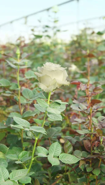 White rose with the long stem with green leaves inside a greenhouse with the background of defocused plants