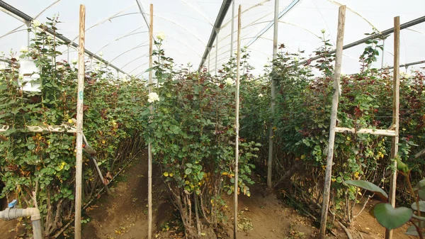 View of a plantation of white roses with long stems inside a greenhouse covered with translucent plastic