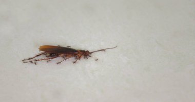 Beyaz zemindeki tropikal bölgelerden gelen büyük ve ölü bir hamamböceğine yaklaşın. Etrafında onu yemek isteyen küçük karıncalar olsun.