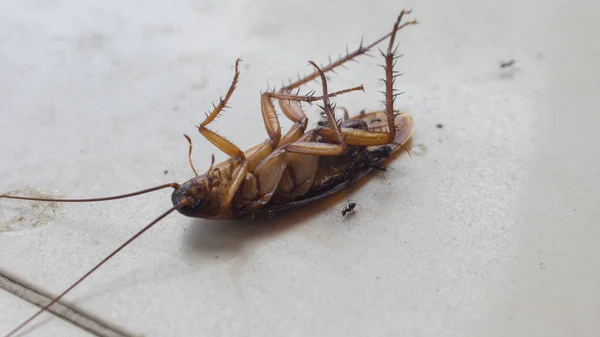 Approach to a large dead cockroach from tropical areas on a white floor with small ants around it that want to eat it