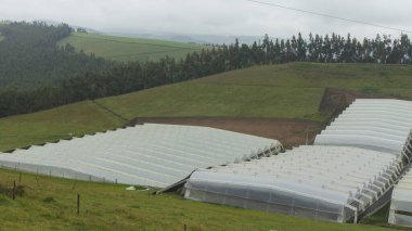 Bulutlu bir günde yeşil tarlaların ortasında beyaz seraları olan çiçek çiftliği