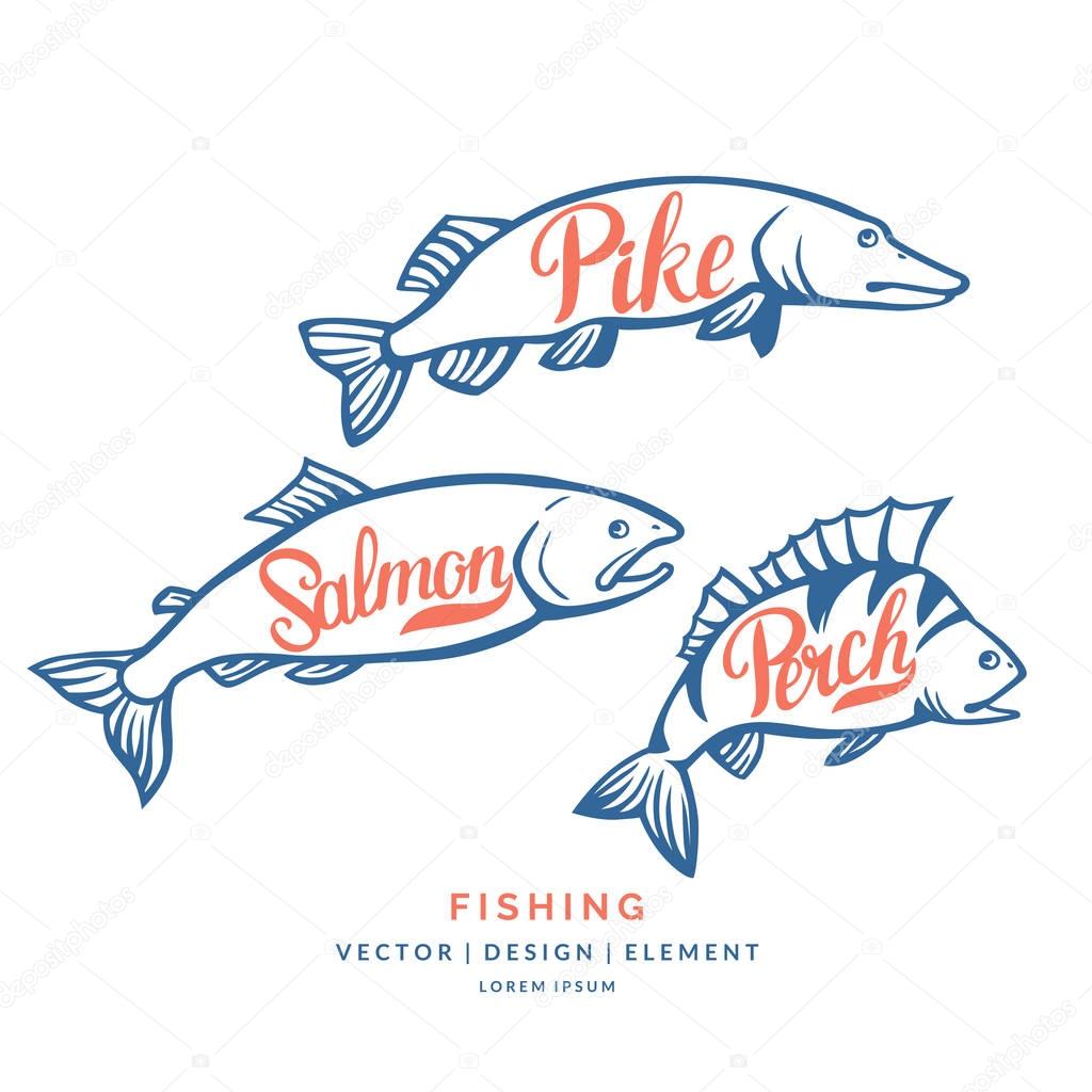Modern hand drawn lettering word Perch, salmon and pike. Calligraphy brush and ink. Vector illustration Fish