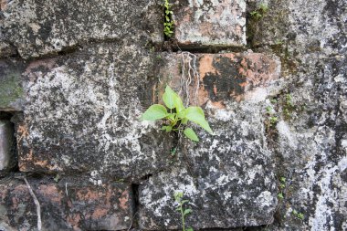 Eski tuğla ve eski beton duvar arka plan küçük ağaç dikelim