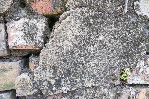 Eski tuğla ve eski beton duvar arka plan küçük ağaç dikelim