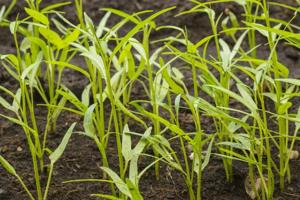 Landbouw Morning glory — Stockfoto