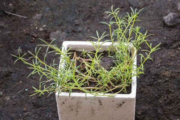 Sprout gemeenschappelijk postelein — Stockfoto