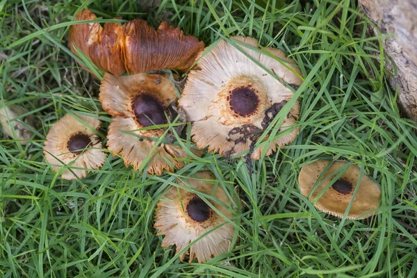 Çimlerin üzerinde orman mantarları